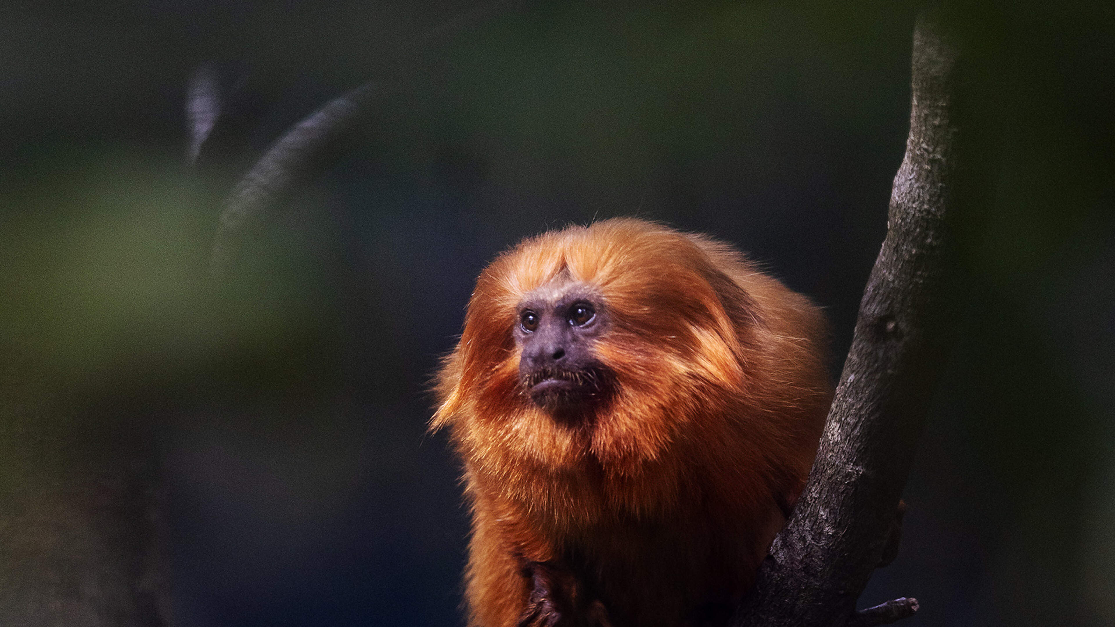 Dublin Zoo Introduces Endangered Tamarins