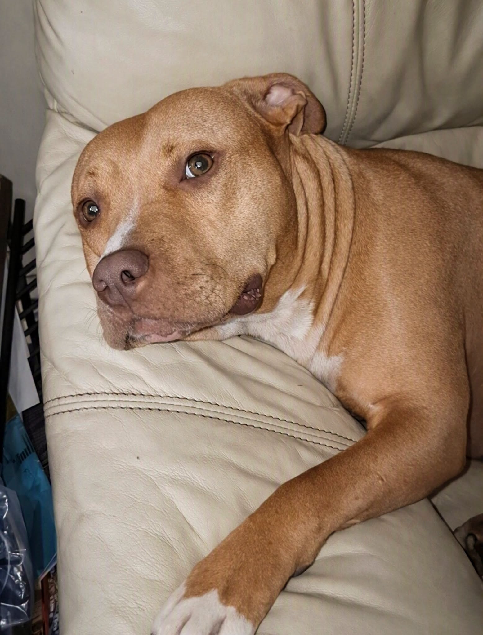 Pitbull Seeks New Home After Being Kicked Out