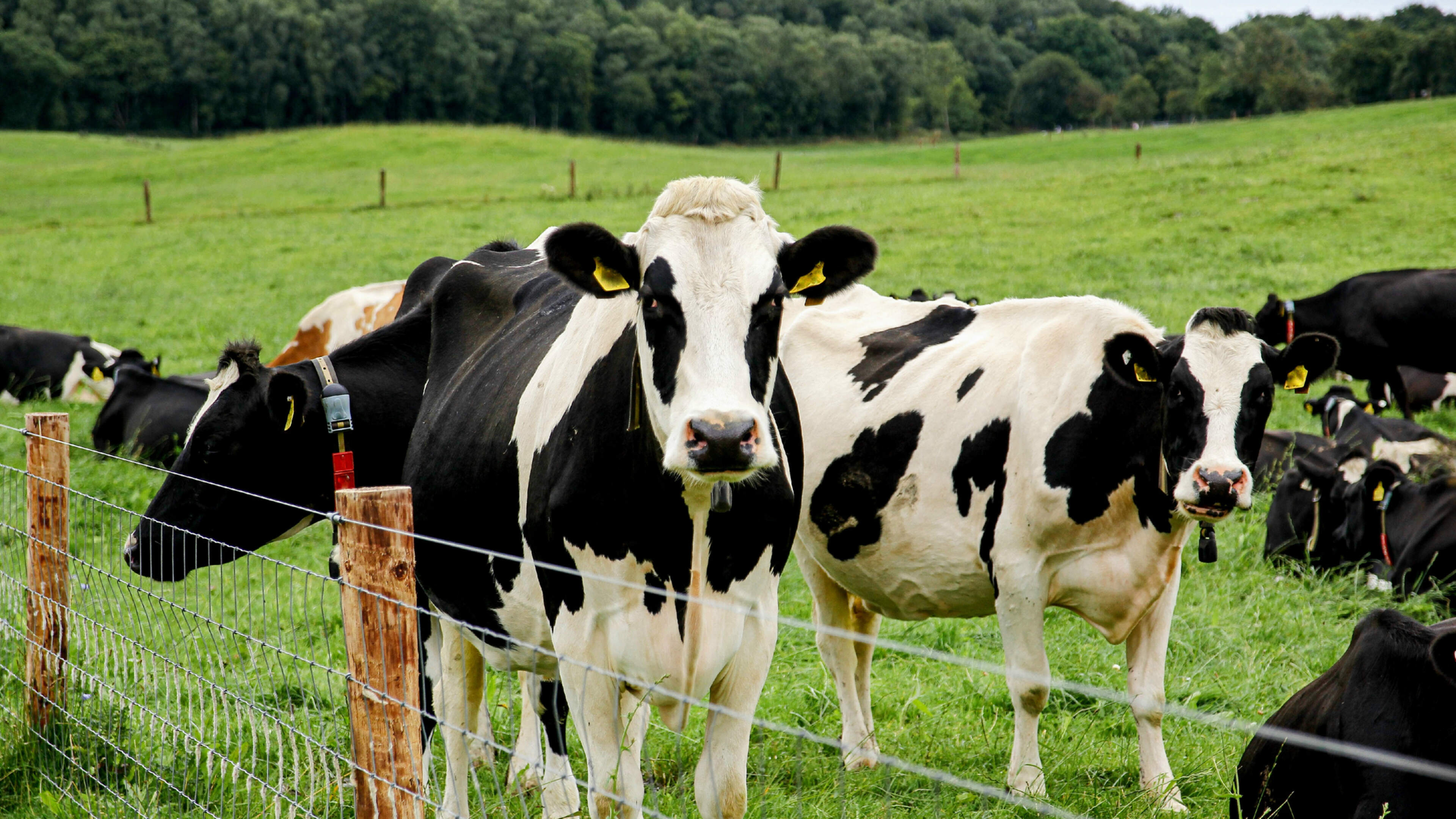 Irish Farmers Face Weather Extremes Amid Climate Goals