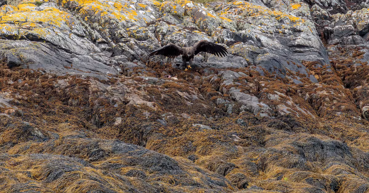 Eagles Fledge After Protective Effort