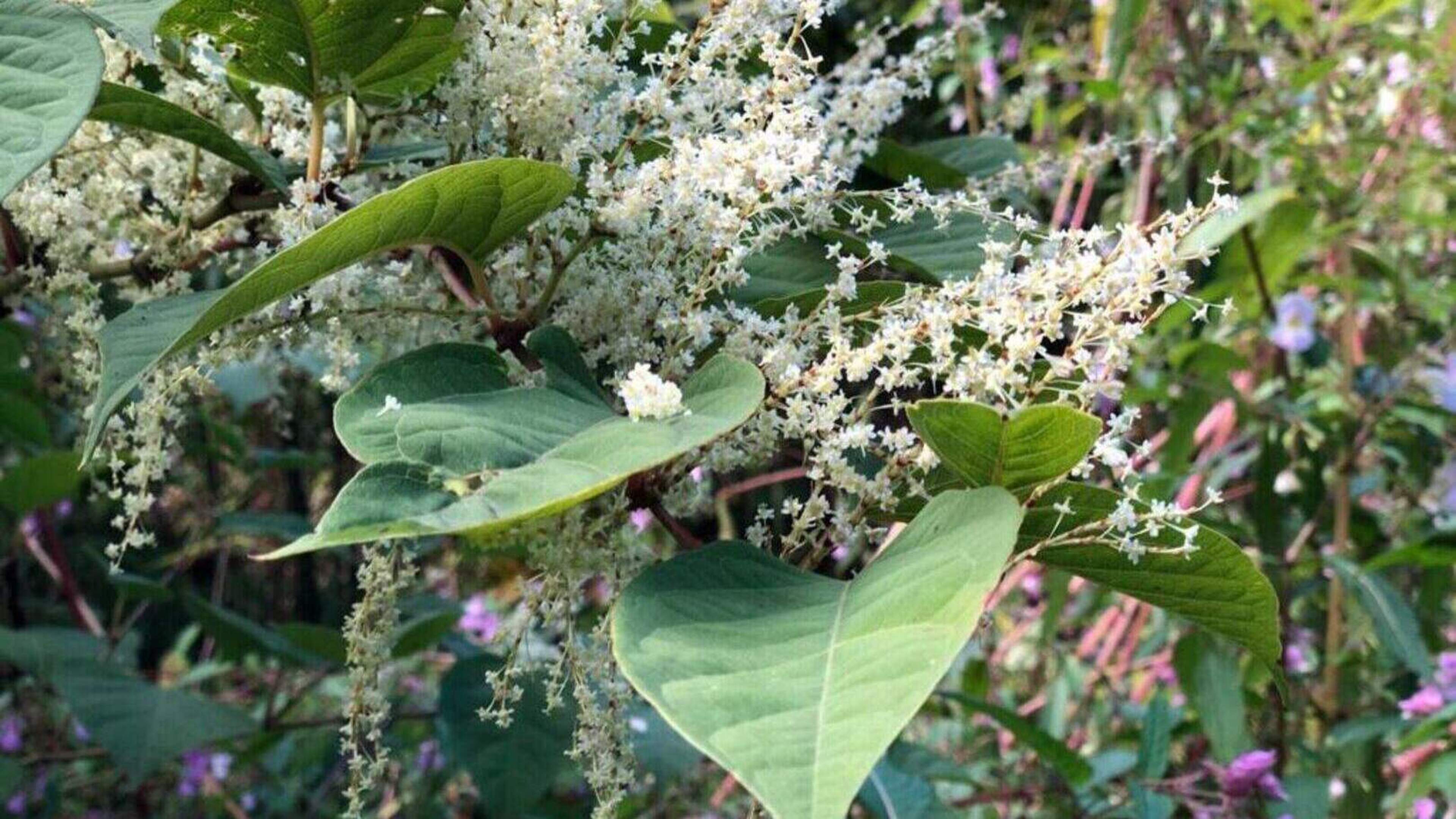 Councillor Urges Action on Japanese Knotweed