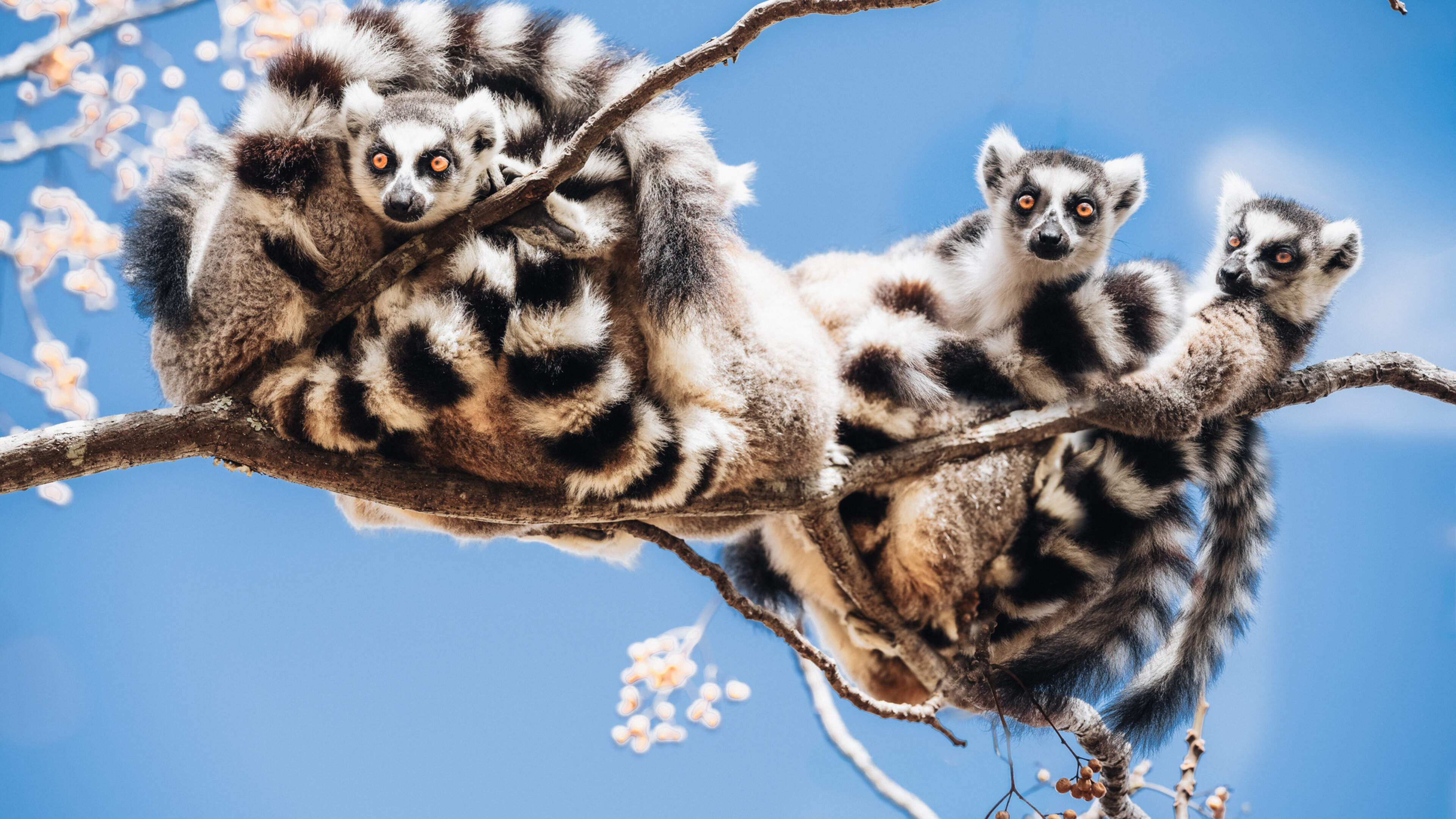 Stolen Lemurs Found in Indian Billionaire's Zoo
