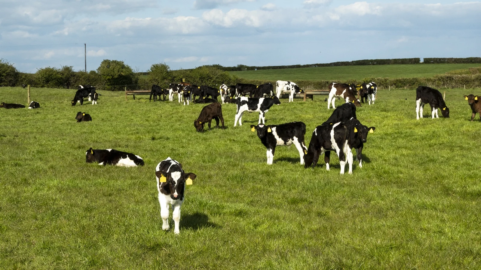 Dutch Authority to Fine Irish Calf Transporters