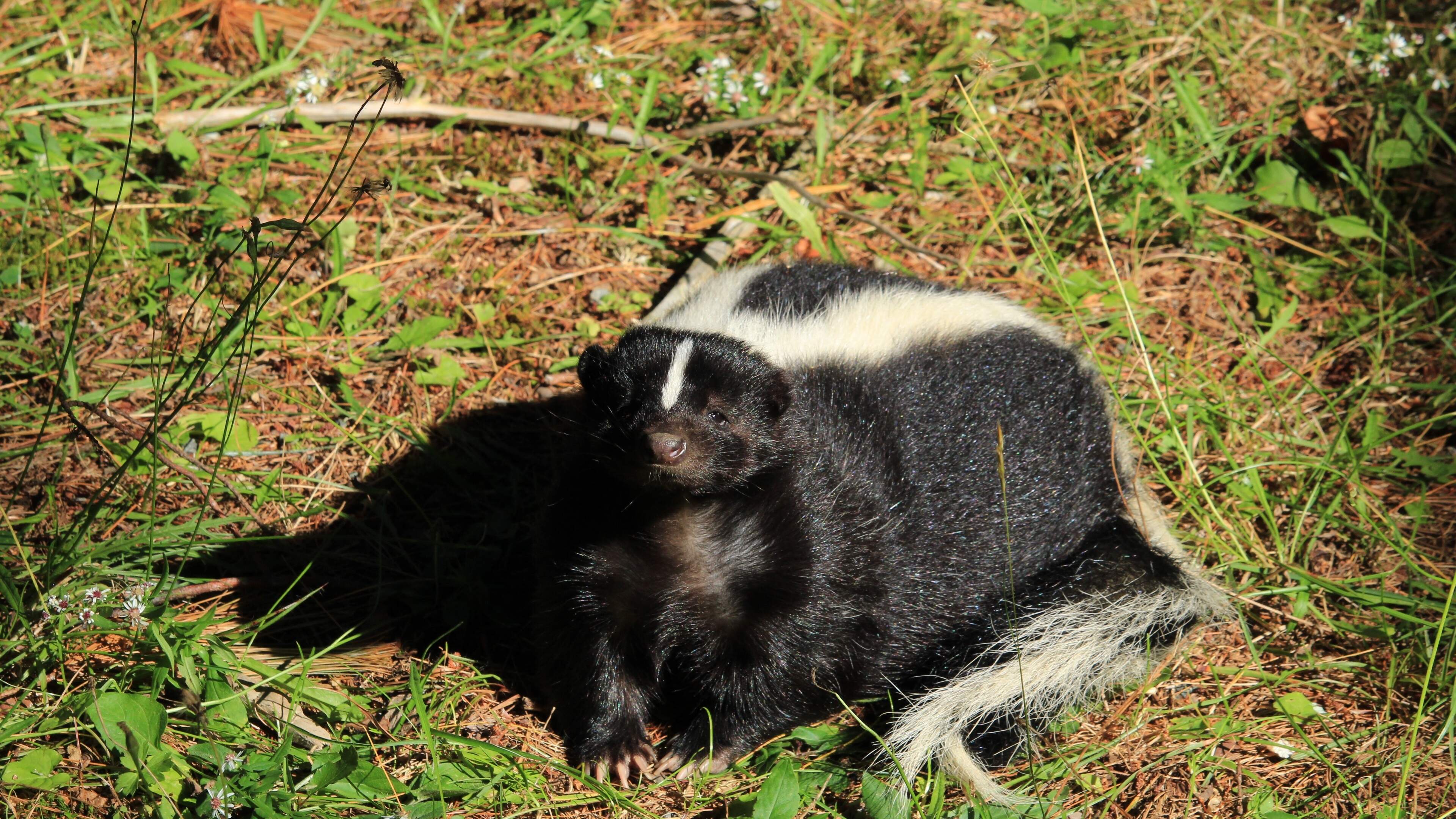 Striped Skunks Captured and Euthanised in Kildare