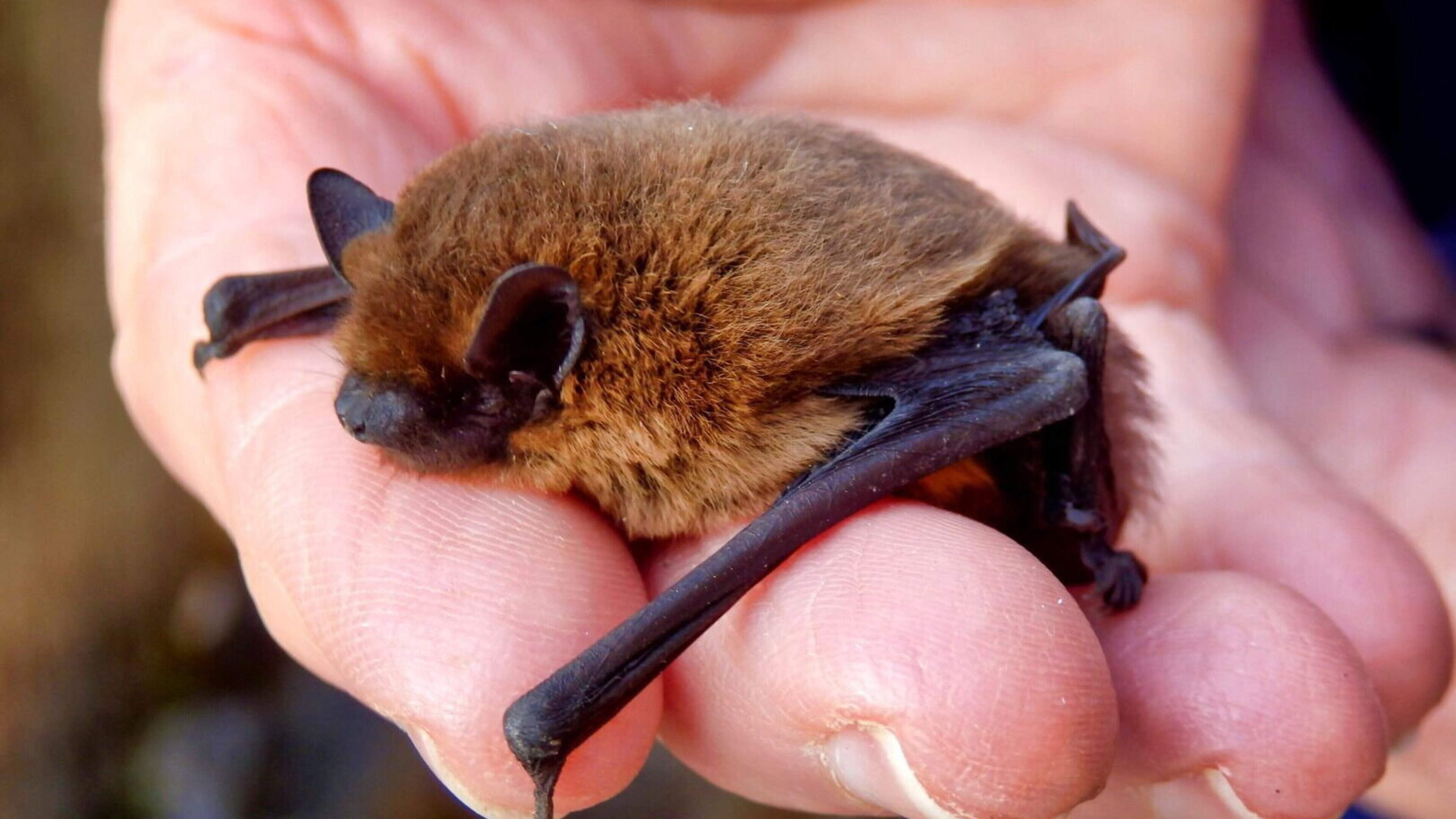 Free Family Bat Walk in Wexford