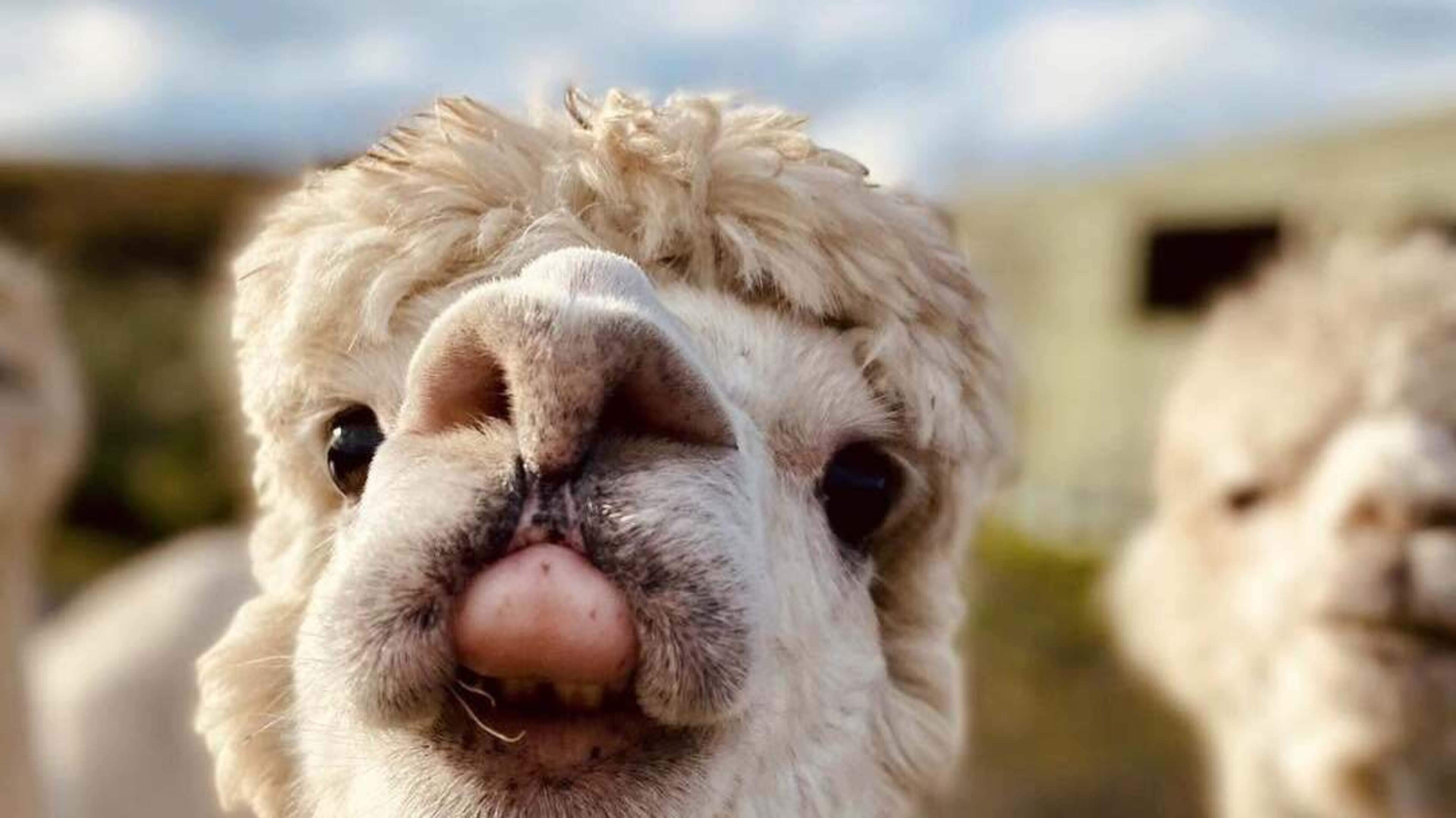 Community Supports Damaged Alpaca Farm