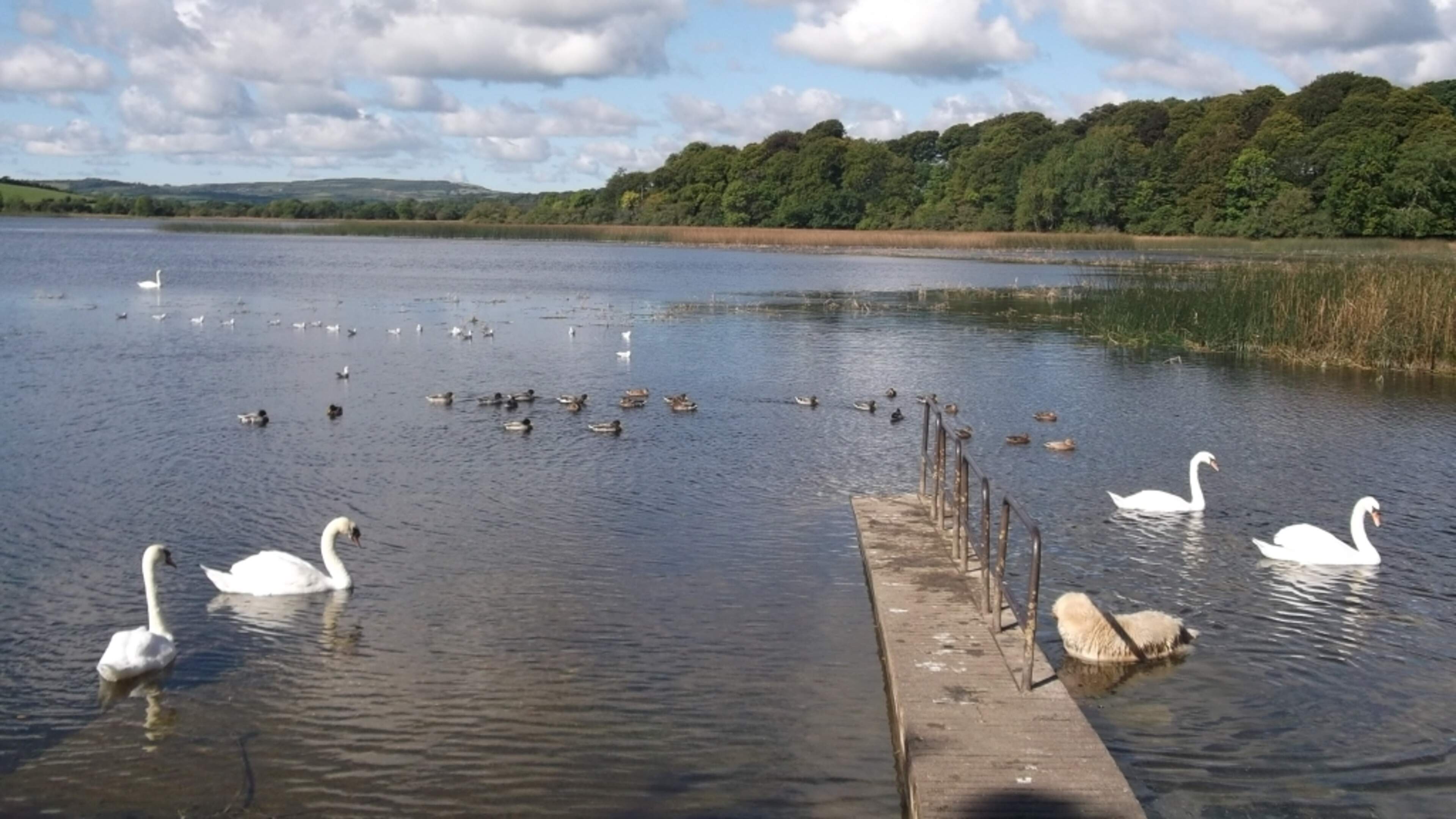 Second bathing ban at Clare lake this month