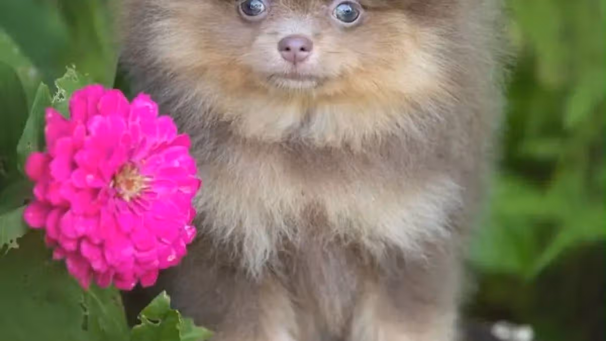 Three Pomeranian Dogs Stolen at Dublin Airport