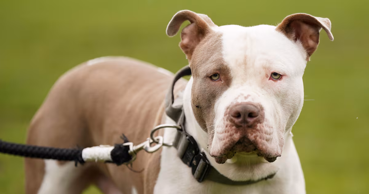 1,400 Dog Attacks Investigated in Northern Ireland