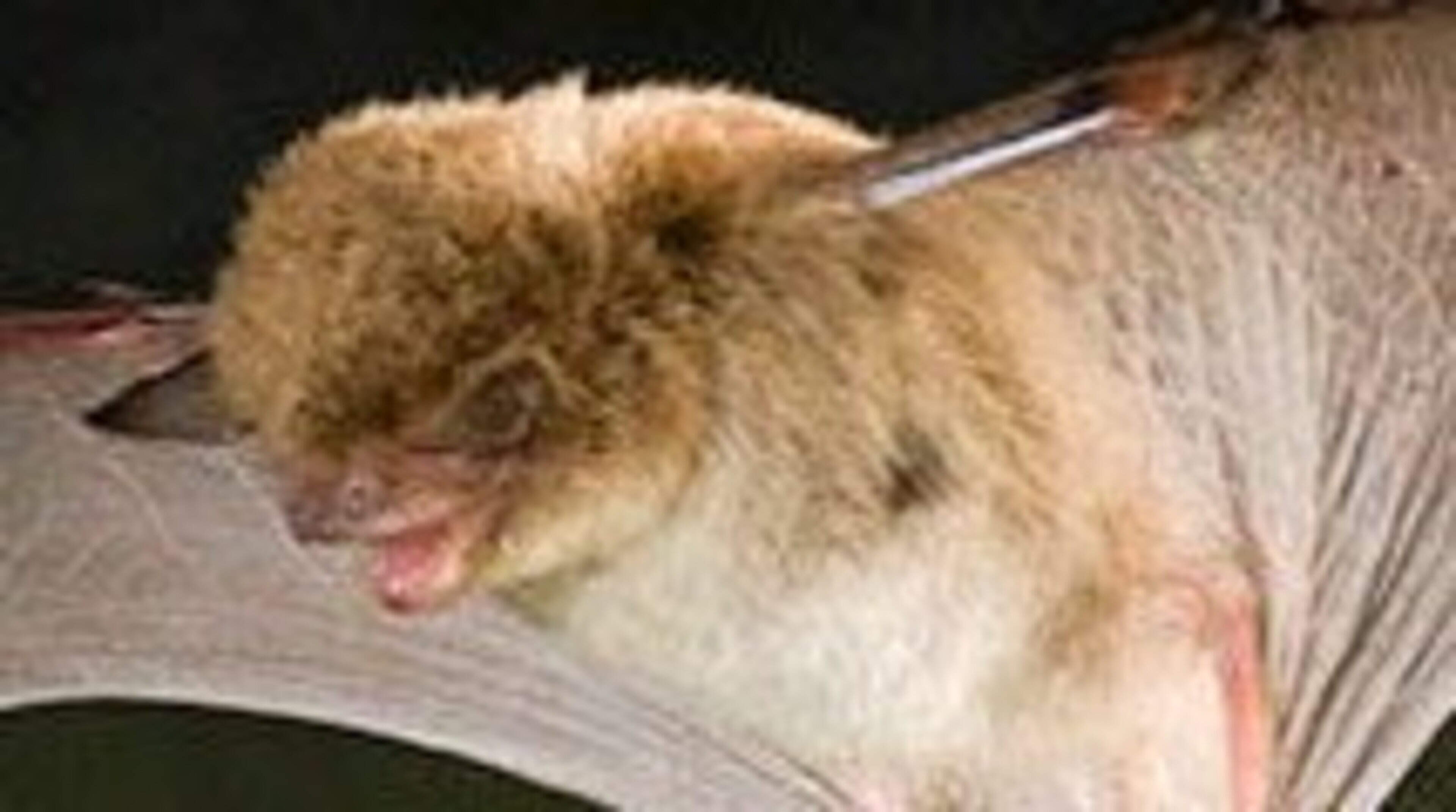 Daubenton’s Bat Common in Ireland