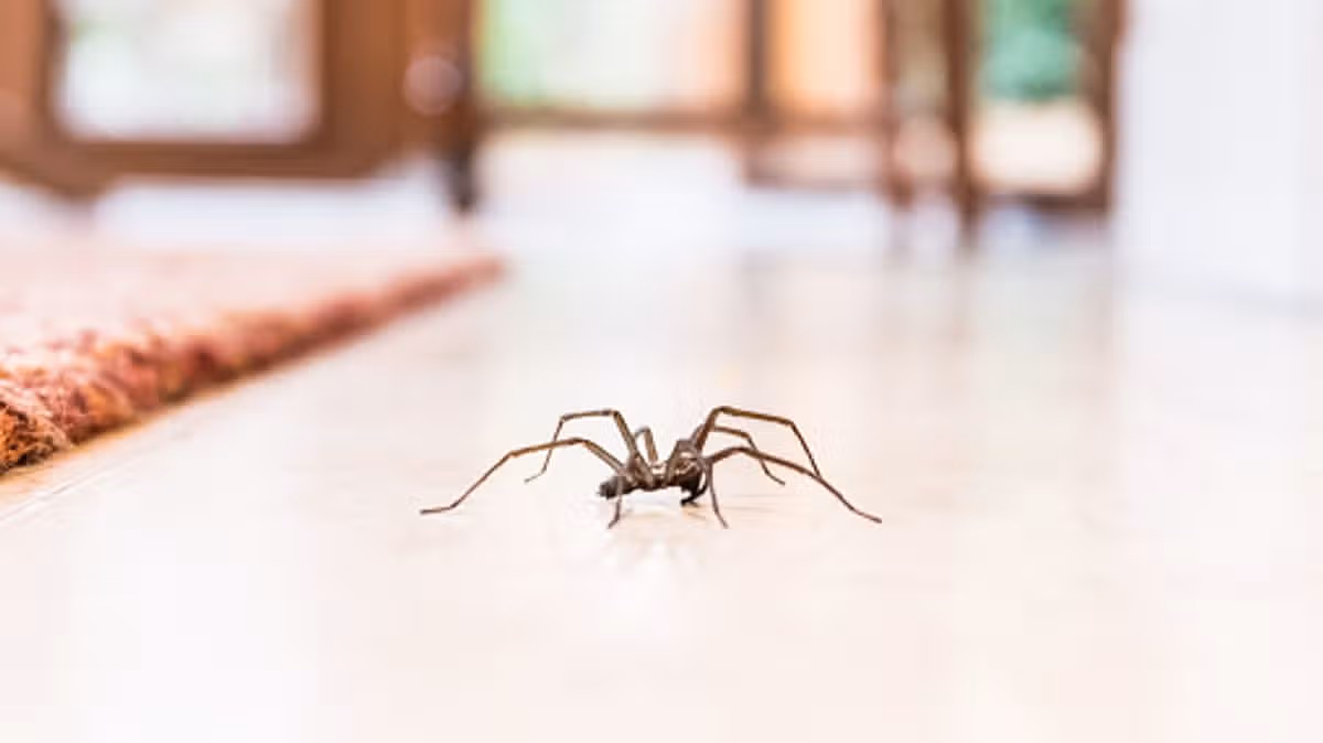 Tips to Keep Spiders Out This Autumn