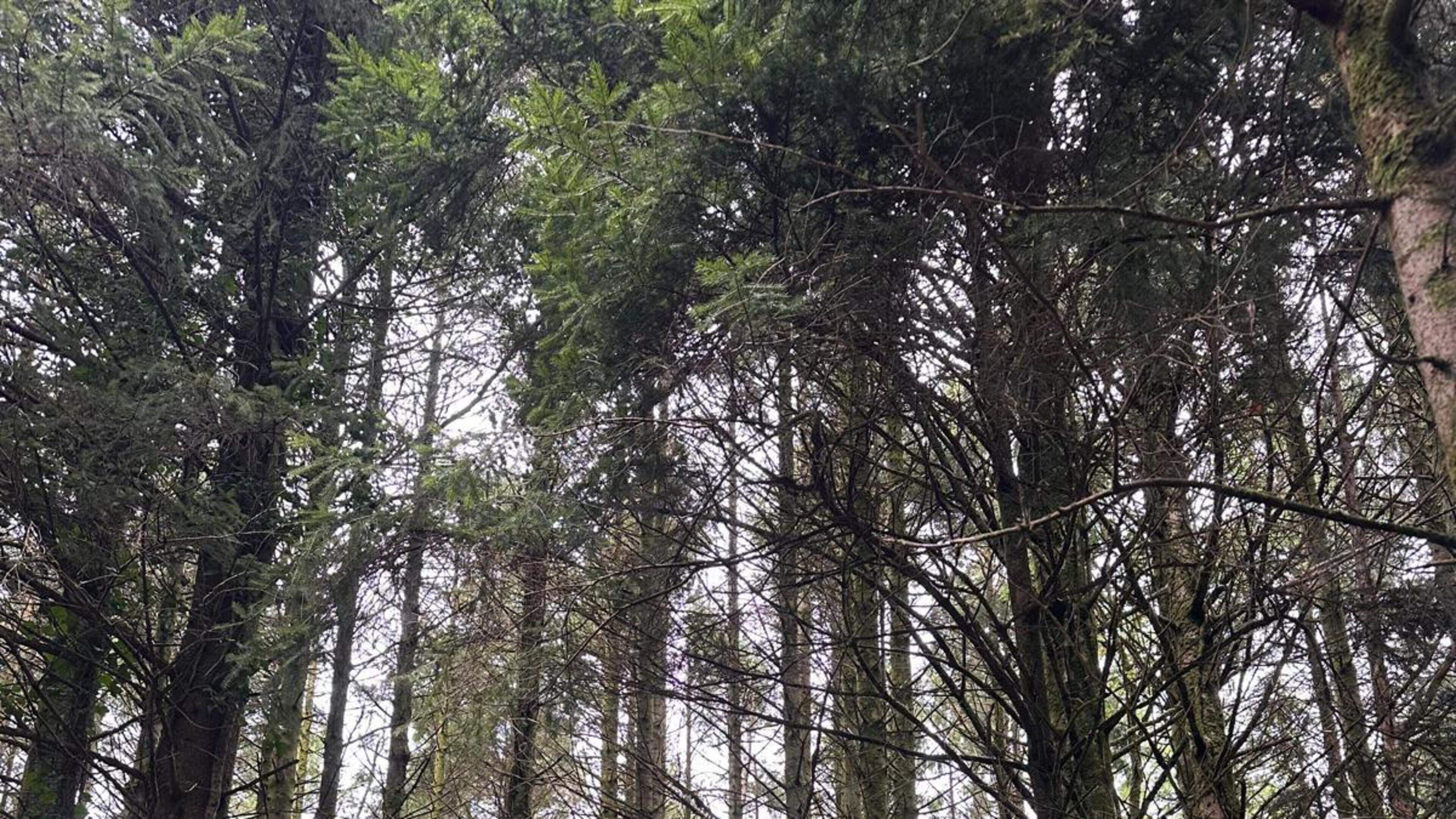 Experts urge Galway council to reconsider tree felling