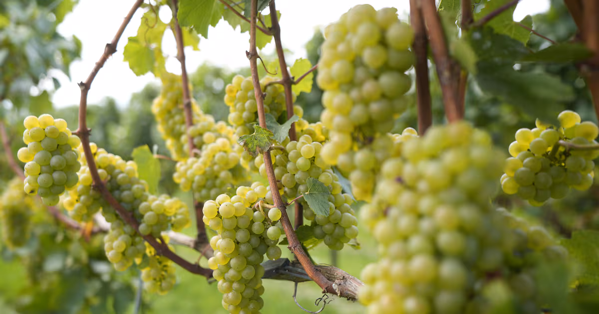 Earliest Harvest for English Wine Maker