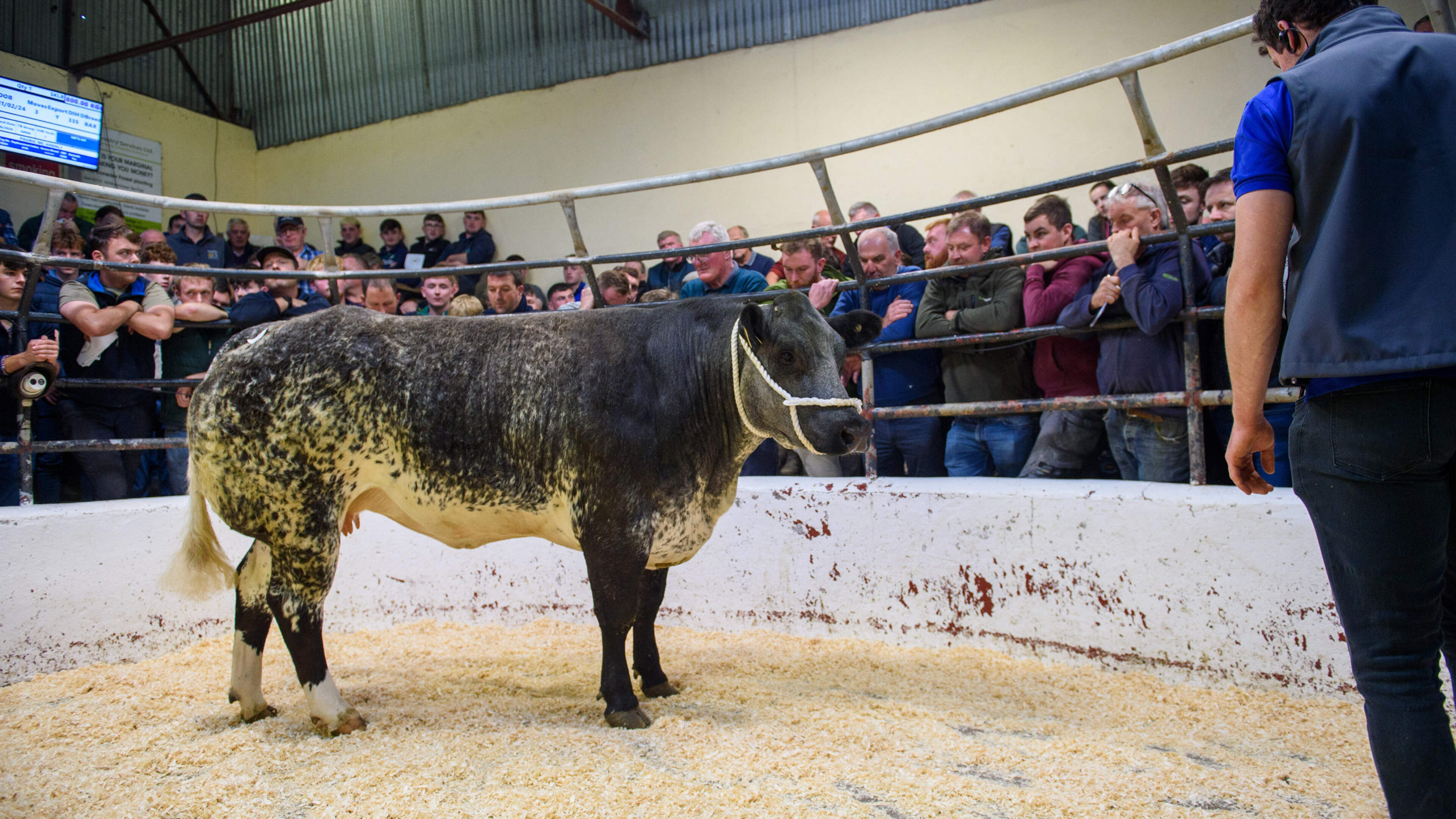 Five Heifers Sell for Over €10,000 at Sale