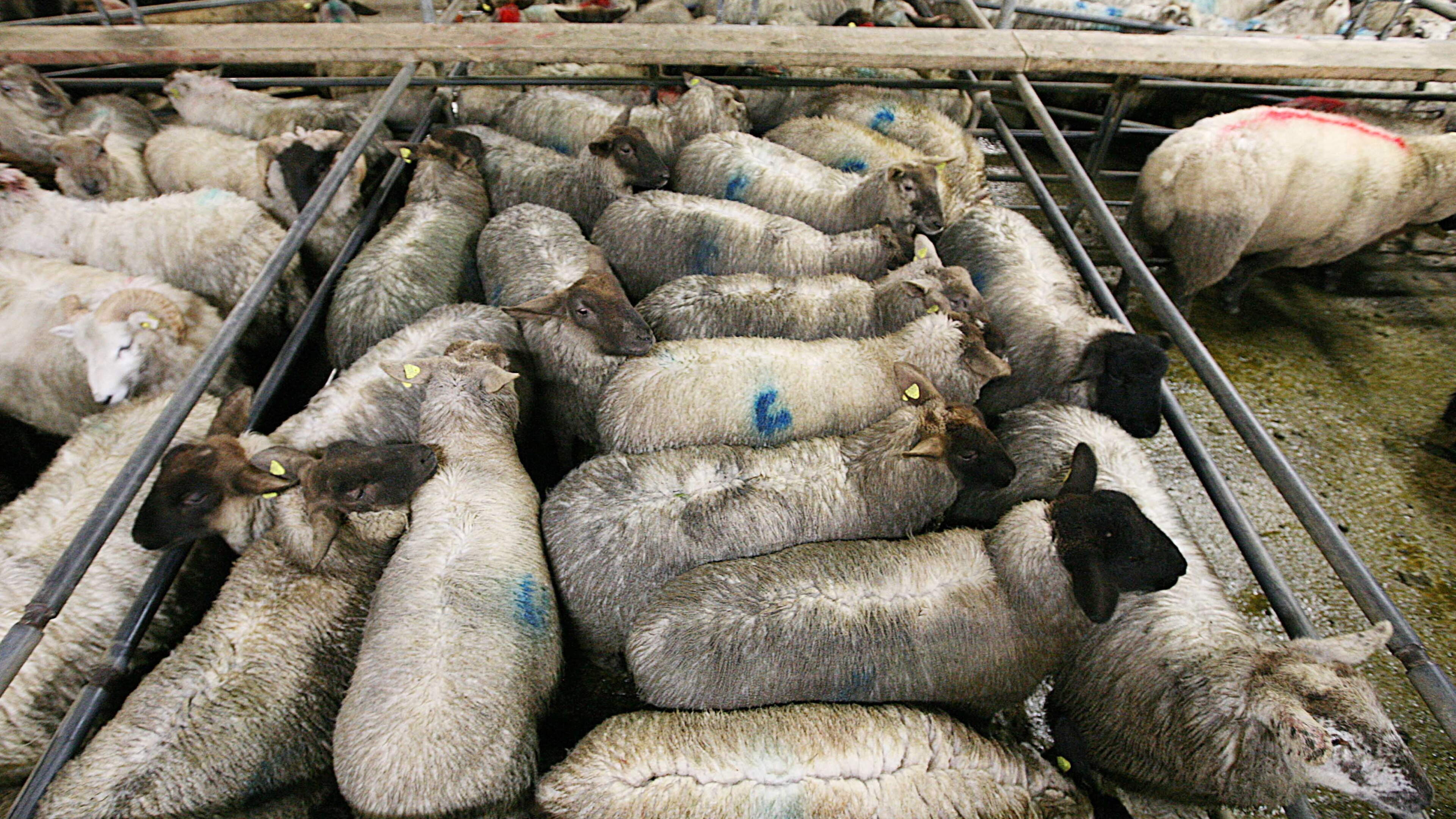 Lamb Prices Rise Above €8/kg