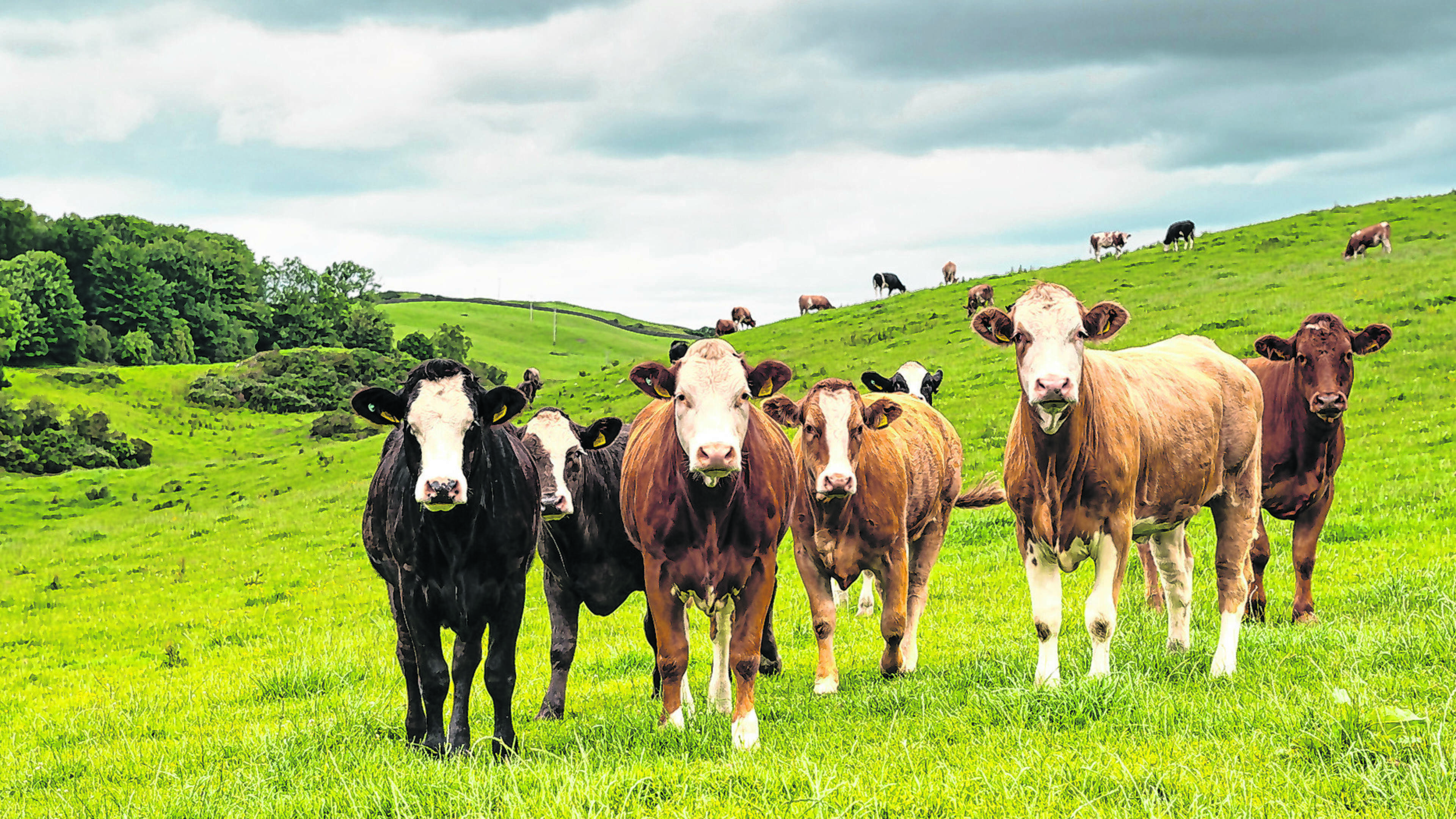 Cattle Prices Rise Across the Board