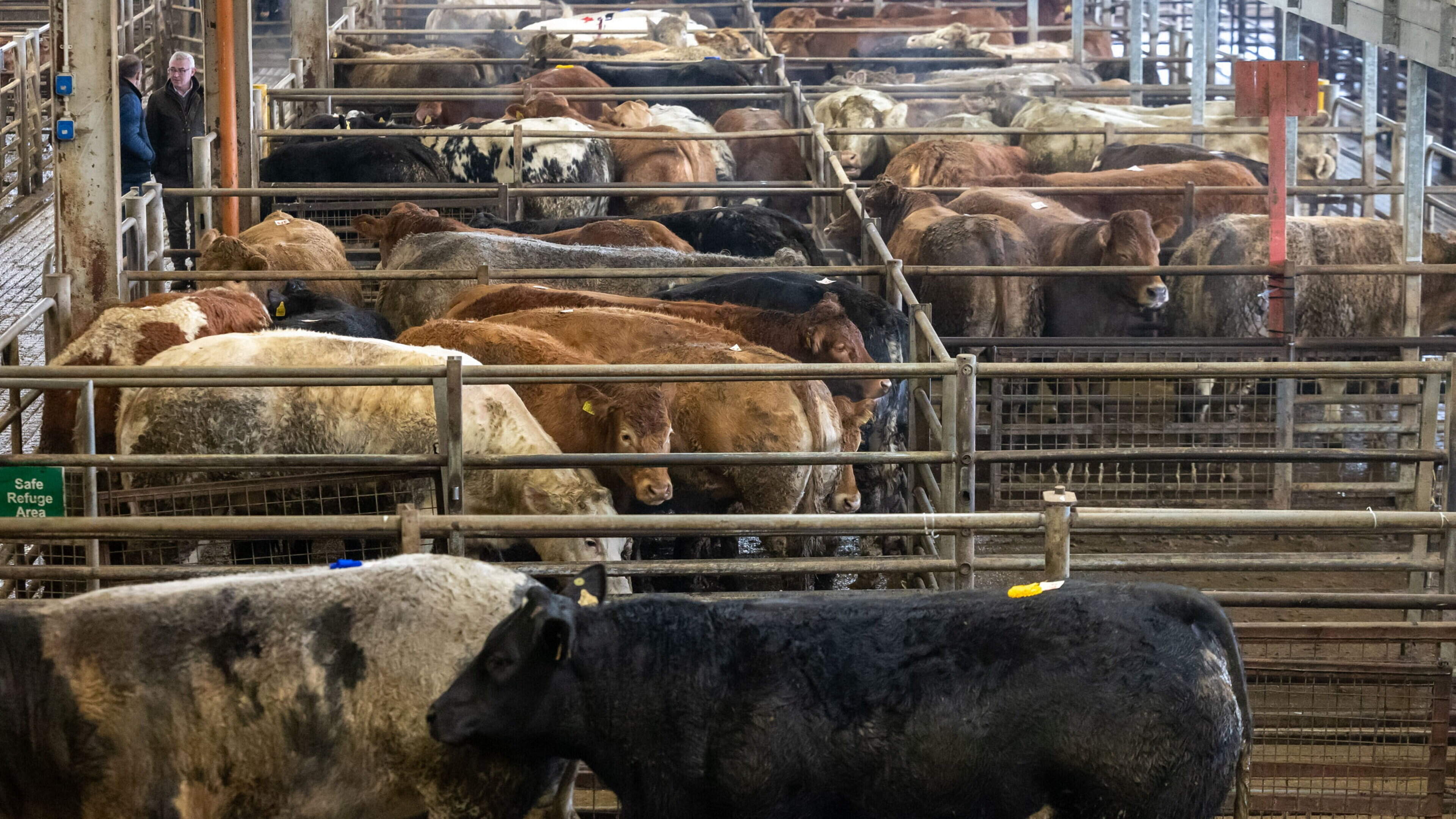 Factories Seek Cattle Amid Tight Supplies