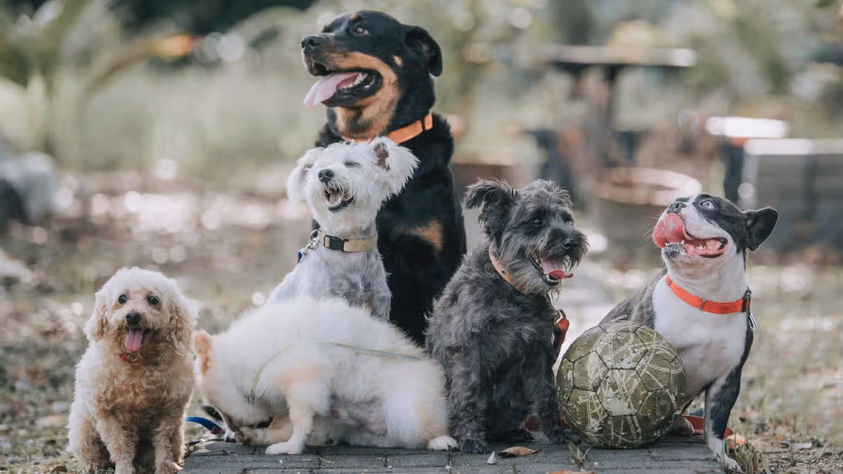 Trainer names unsuitable dog breed for families