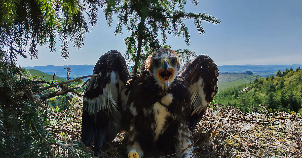 Judi Dench and Sam Heughan Name Fledgling Eagles