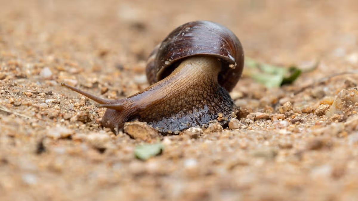 Natural Slug Deterrent Found in Kitchen