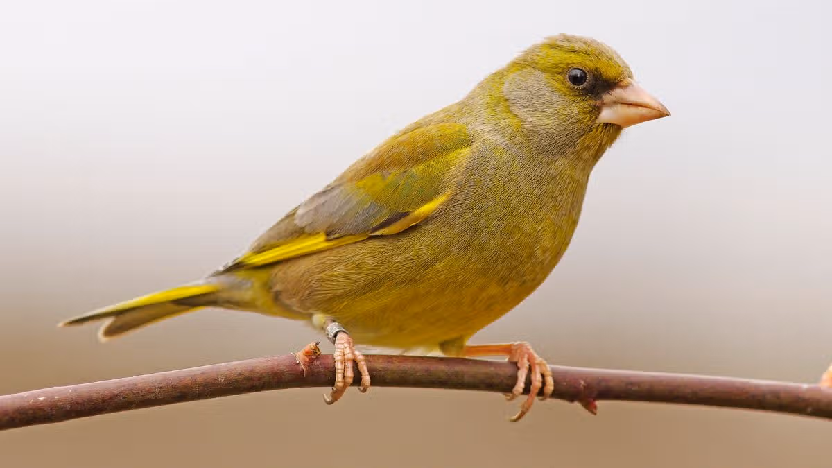 Irish 'bird table ban' until October