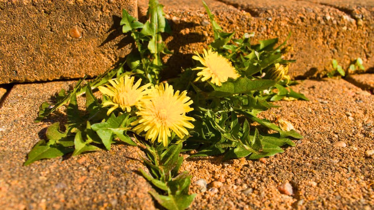 Natural Method to Prevent Weeds on Patios