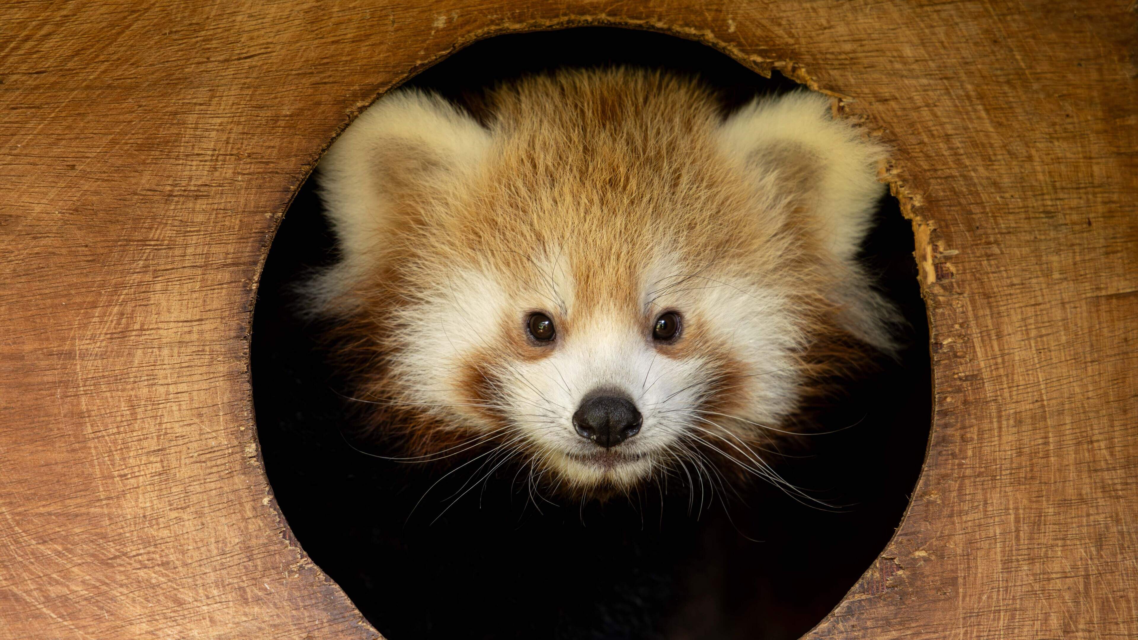 Public Invited to Name Twin Red Panda Cubs