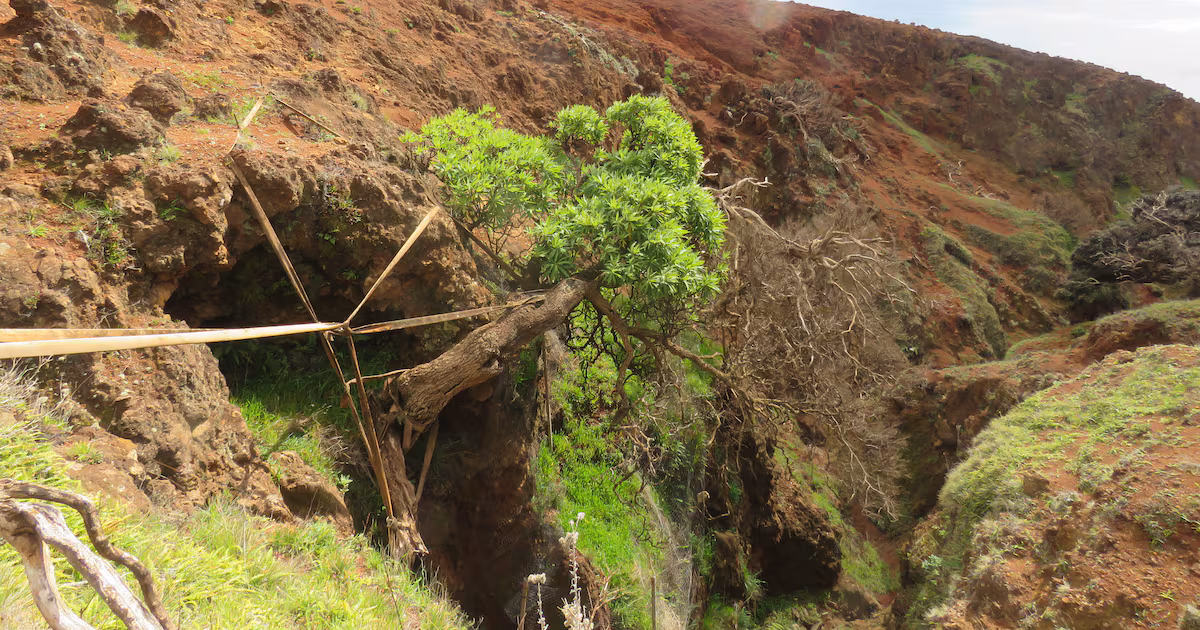 Rare tree offspring relocated to Scotland