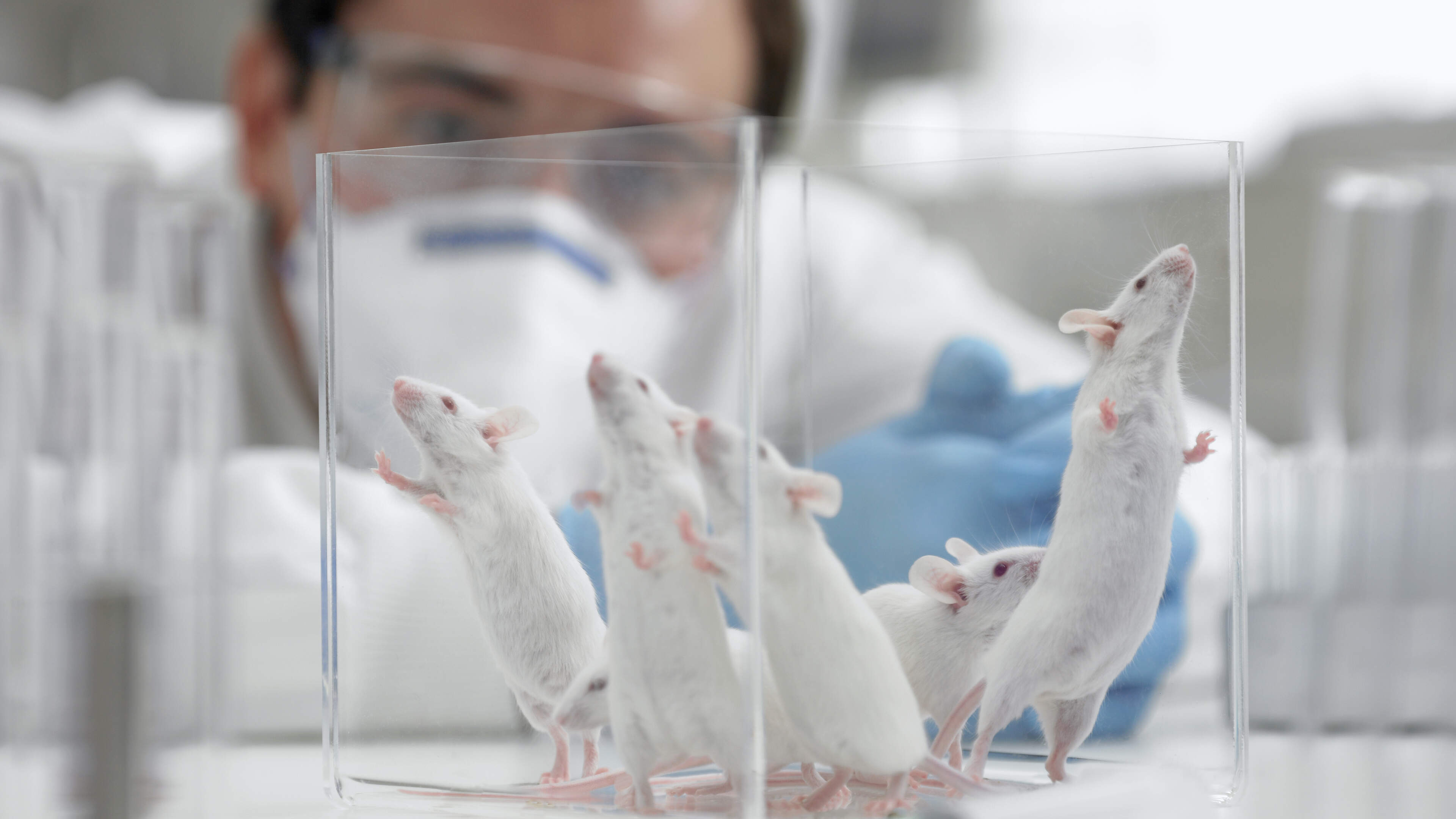 Scientists create human-mouse hybrid for research