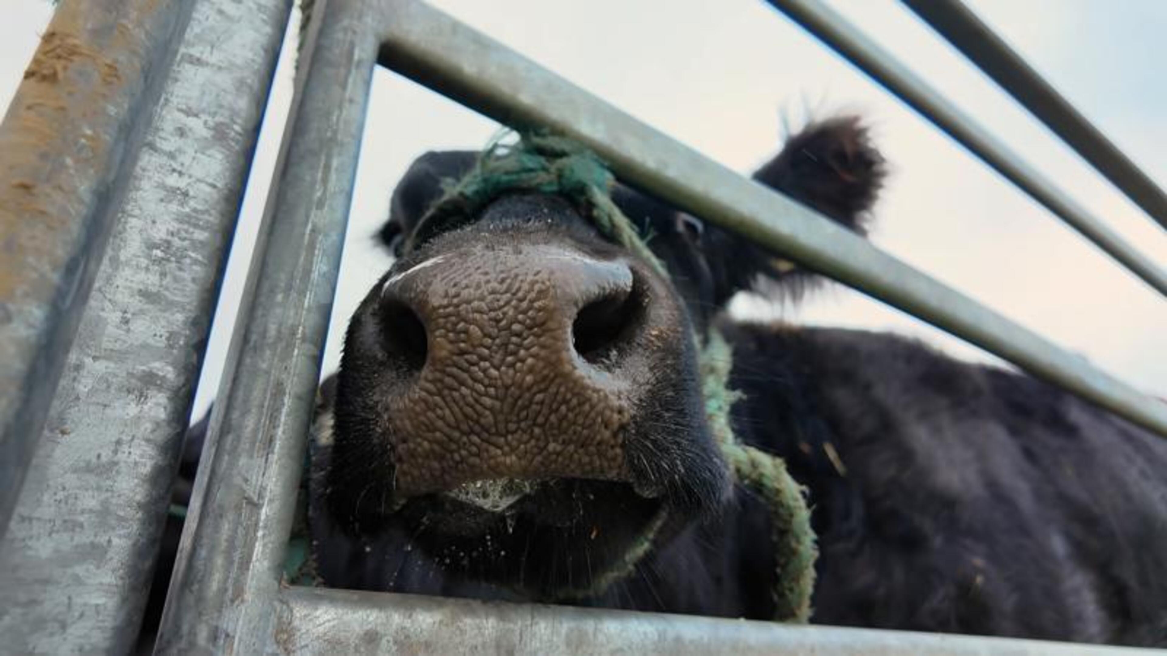Heifer Grooming at Ploughing Championships
