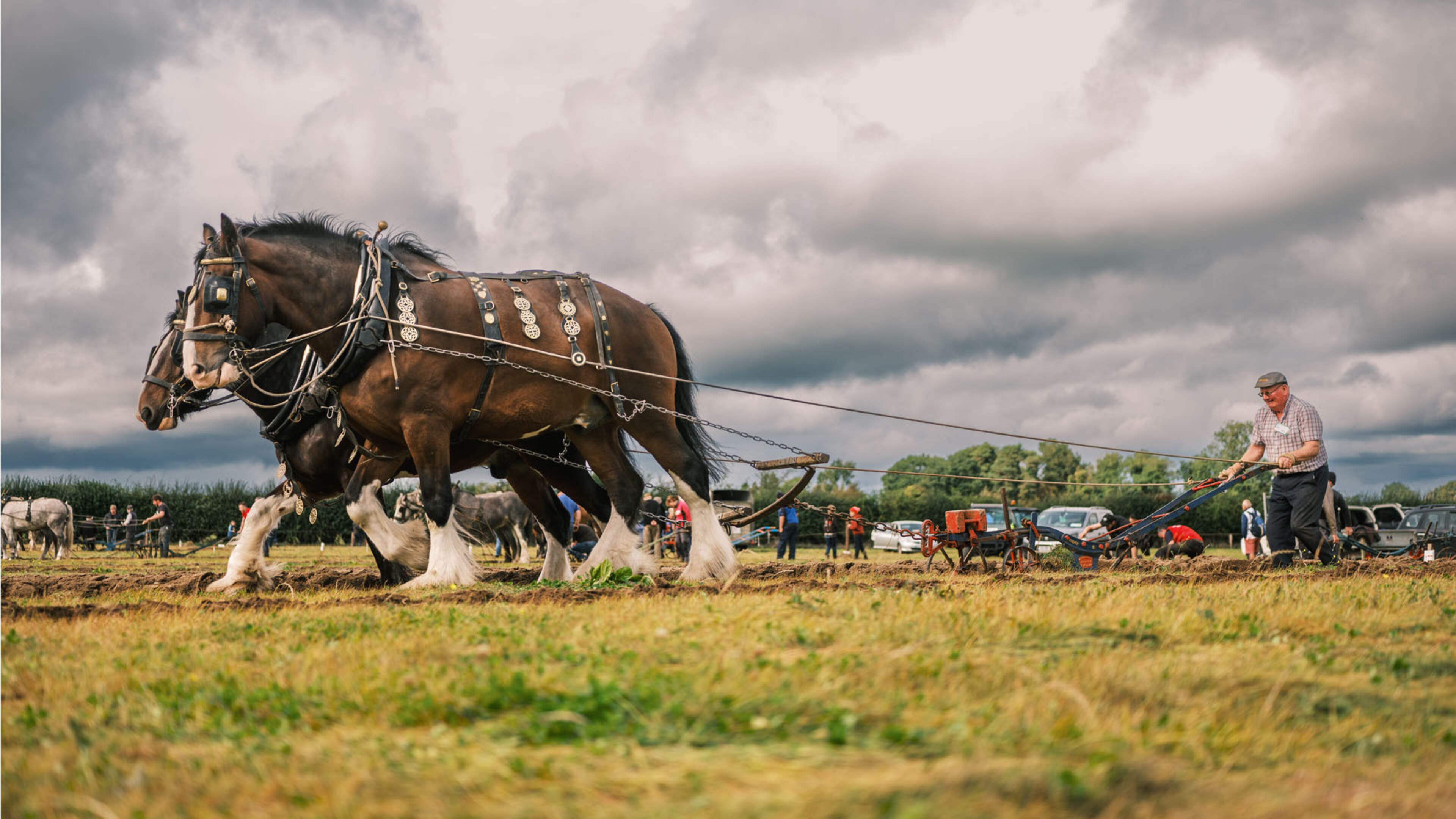 Ploughing Championships 2026 Highlights