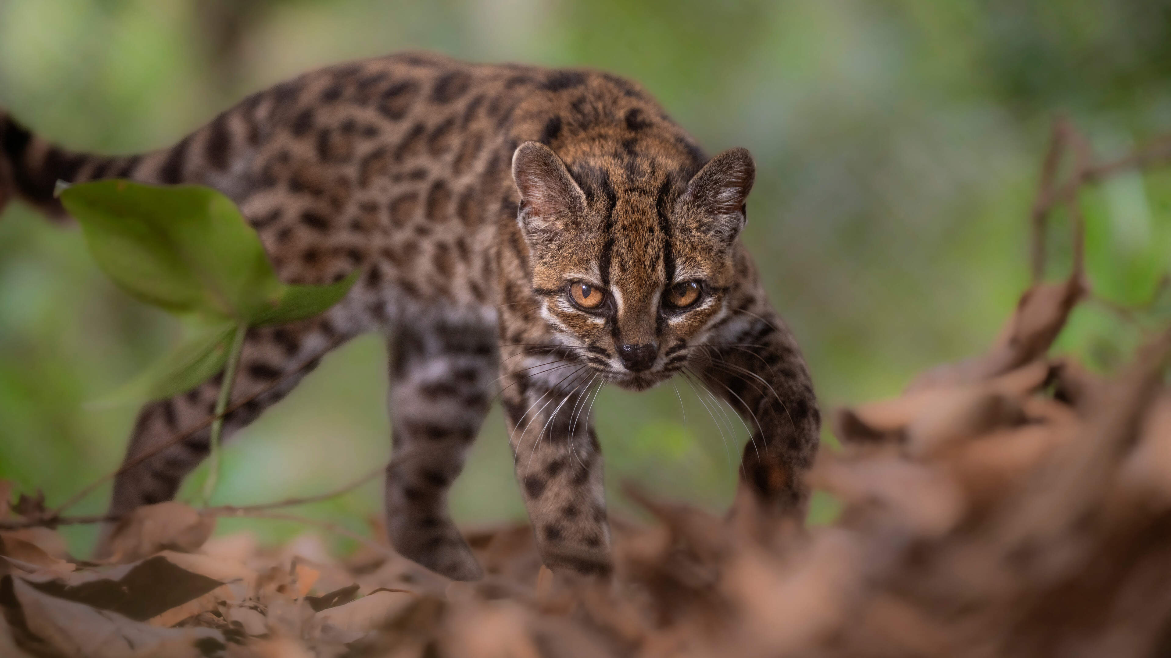 New Cat Species Discovered in Bolivia