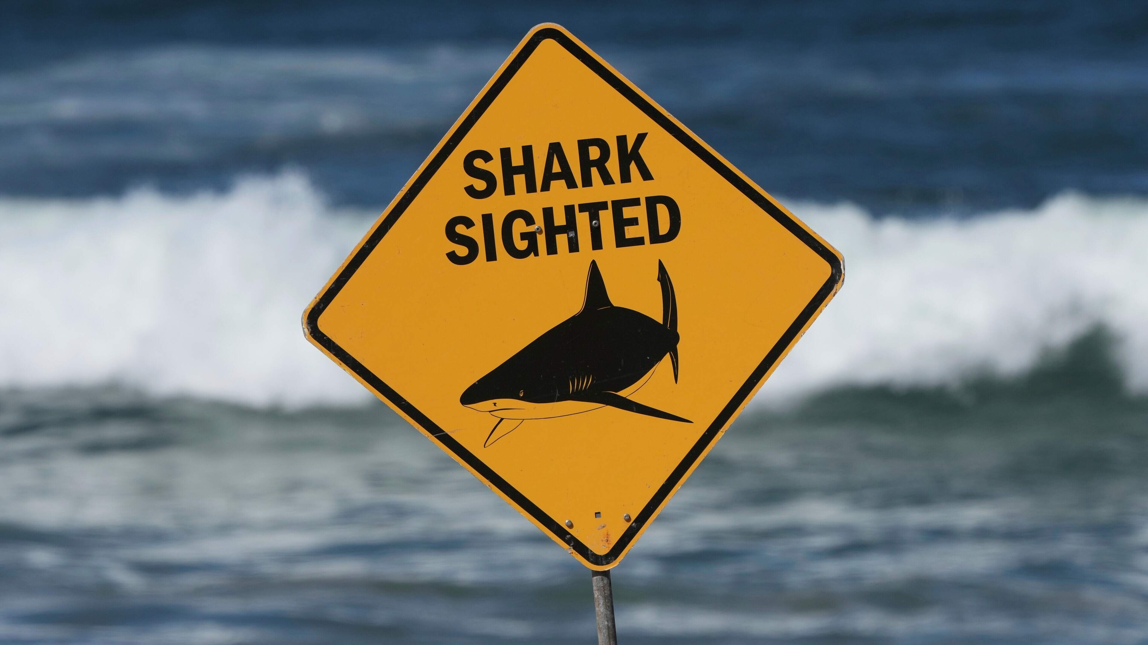 Swimmer killed in shark attack